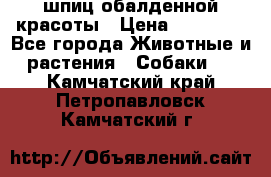 шпиц обалденной красоты › Цена ­ 22 000 - Все города Животные и растения » Собаки   . Камчатский край,Петропавловск-Камчатский г.